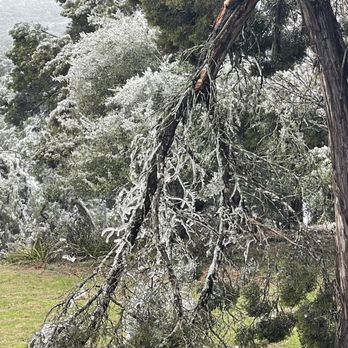 Lumberjack Tree Service - Tree Services Near Me Lumberjack Tree Service - Tree Services Near Me