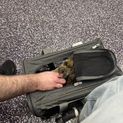 Louisiana State University Veterinary Teaching Hospital - Rabbit