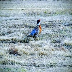 Quail Creek Sporting Ranch 