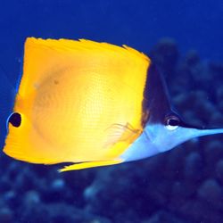 Makaha Beach Park - long nose butterfly fish