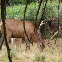 Ferme Aux Cerfs et Aux Sangliers