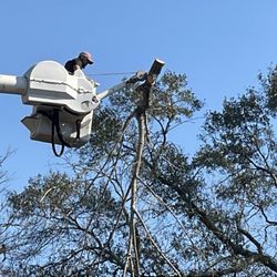 RPM Construction & Tree Service - With precision and safety first -dropping large tree, limbs, safe and effectively