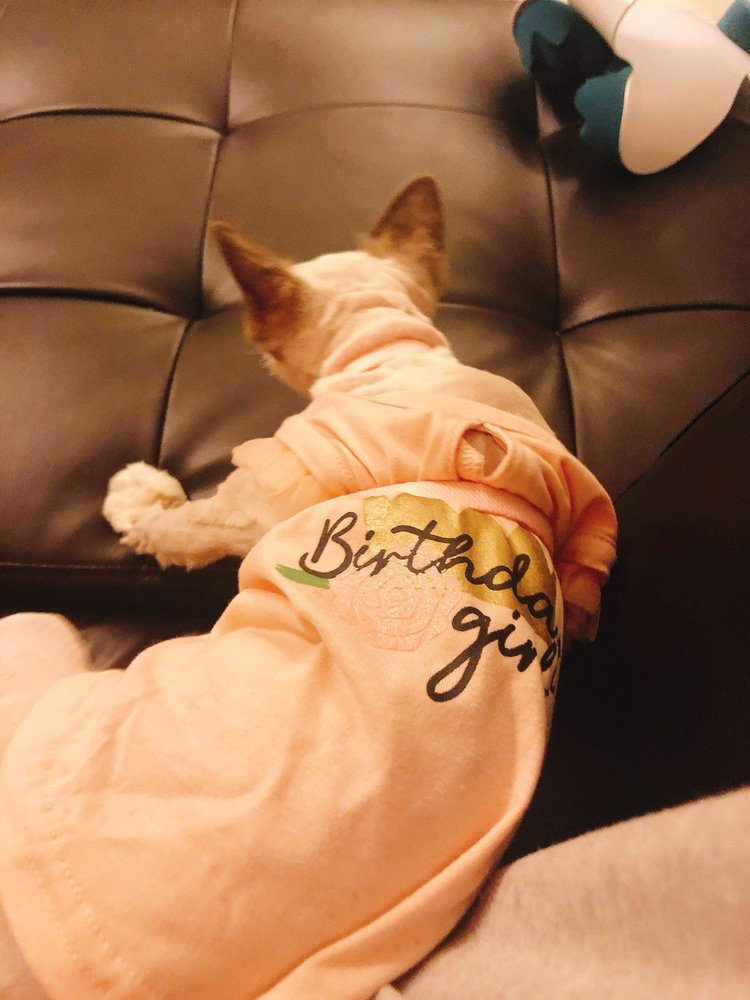 QQ PUPS DOGHOUSE 47 Photos & 34 Reviews 4645 Hwy 6, Sugar Land