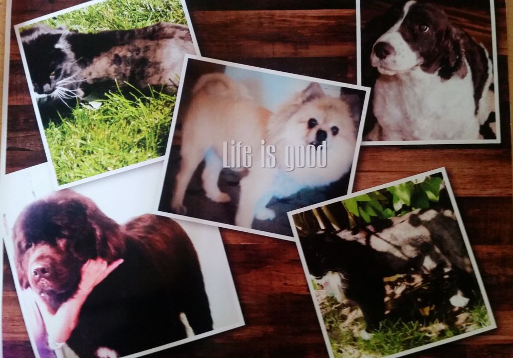 SEVENTH HEAVEN ANIMAL GROOMING 733 S 7th, Douglas, Wyoming Pet