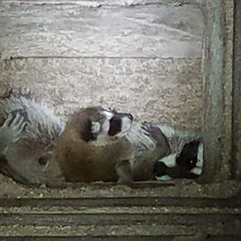NWA Chimney Service - 2 racoons taking up residence in a smoke shelf. - Fireplace Services Near Me NWA Chimney Service - 2 racoons taking up residence in a smoke shelf. - Fireplace Services Near Me