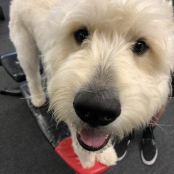 Hollywood Feed - Doodle - Pet Stores Near Me - Brentwood, Tennessee Hollywood Feed - Doodle - Pet Stores Near Me - Brentwood, Tennessee