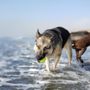 Photo of Viking Dog Hiking