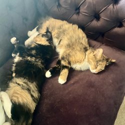 Heavenly Realms Massage Healing Arts - 2 of her cats