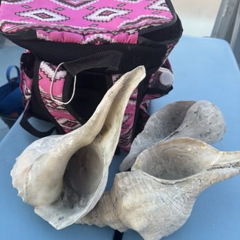 Odyssey Cruises - Huge shells I dug out of the surf - Boating Near Me - Tarpon Springs, Florida Odyssey Cruises - Huge shells I dug out of the surf - Boating Near Me - Tarpon Springs, Florida