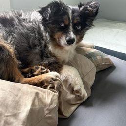 Merlin. My service animal. Merlin. My service animal.