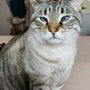 Photo of Allenstown Animal Hospital