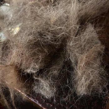 Best Friends Bellevue - Mats of hair I had to cut out after the grooming.... - Pet Groomers Near Me - Bellevue, Washington Best Friends Bellevue - Mats of hair I had to cut out after the grooming.... - Pet Groomers Near Me - Bellevue, Washington