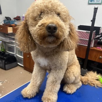 Lucky Paws Pet Grooming - Pet Groomers Near Me - New Hyde Park, New York Lucky Paws Pet Grooming - Pet Groomers Near Me - New Hyde Park, New York