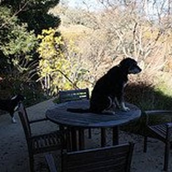 Nelson Family Vineyards - Oscar keeps watch over the place. - Wineries Near Me - Ukiah, California Nelson Family Vineyards - Oscar keeps watch over the place. - Wineries Near Me - Ukiah, California