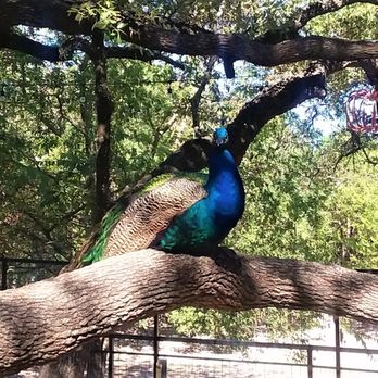Austin Zoo - The peacocks roam the park, keeping a helpful eye on you. - Zoos Near Me - Austin, Texas Austin Zoo - The peacocks roam the park, keeping a helpful eye on you. - Zoos Near Me - Austin, Texas