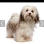 Photo of Dazzling Dogs Grooming