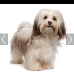 Dazzling Dogs Grooming - This is what they look like