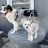 Seelah Kennel And Training Center gift card