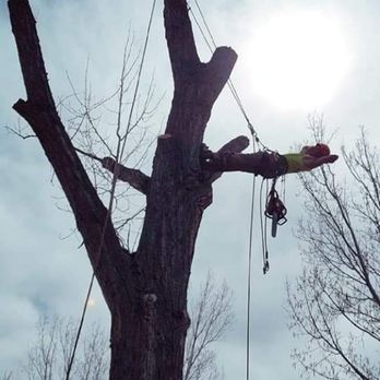 Nevada Native Tree Care - Tree Services Near Me