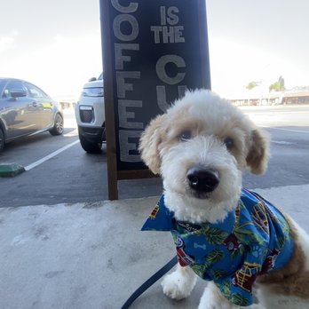 Original Barista - Original Barista is the cure - Coffee & Tea Near Me - Costa Mesa, California