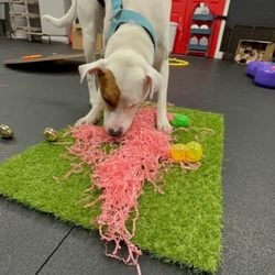 Woof Houze - Sensory activity