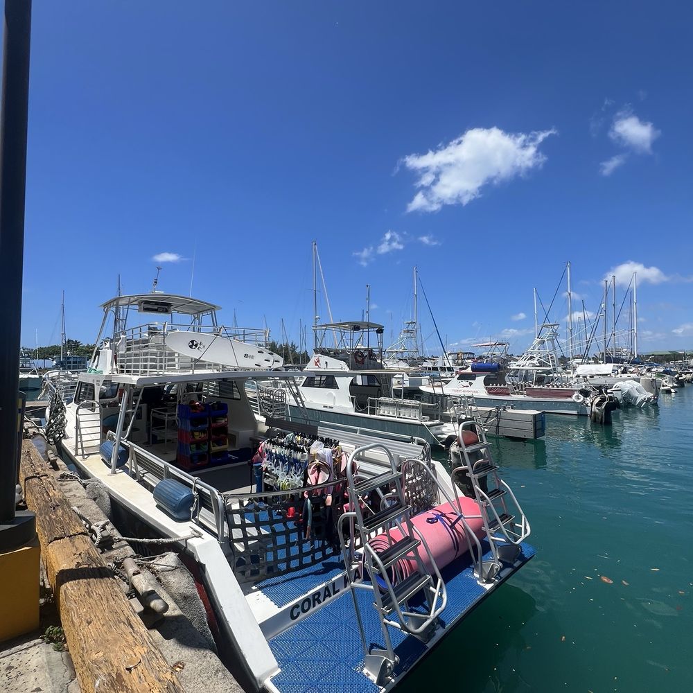 Living Ocean Tours - Snorkeling Near Me - Honolulu, Hawaii Living Ocean Tours - Snorkeling Near Me - Honolulu, Hawaii