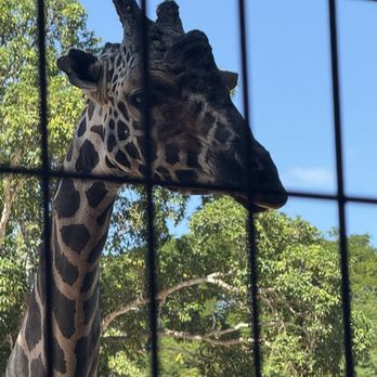 El Centenario - Giraffes - Zoos Near Me - Mérida, YUC El Centenario - Giraffes - Zoos Near Me - Mérida, YUC