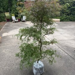 Sooner Plant Farm - What I received