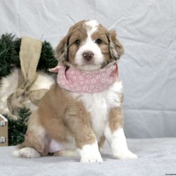 Lisa s priceless pet’s - Our baby girl Millie   (Lisa's newest client/diva)