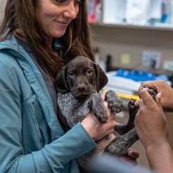 The Pet Hospitals - A nail trim on a german shorthaired pointer puppy.