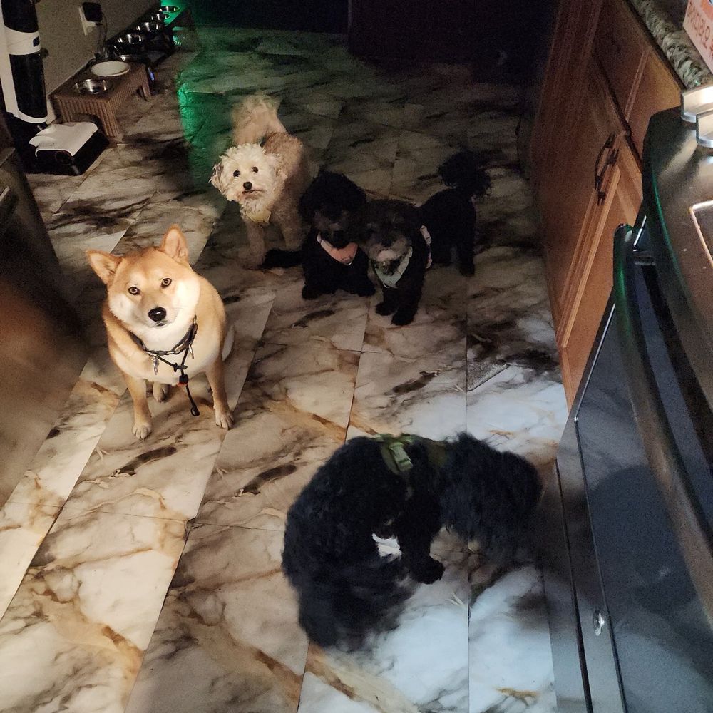 Dog sitting