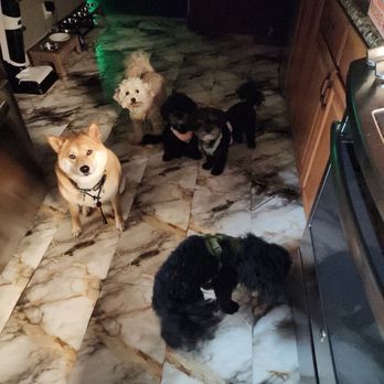 Animal Villa - Dog sitting - Pet Sitting Near Me - Anaheim Hills, California Animal Villa - Dog sitting - Pet Sitting Near Me - Anaheim Hills, California