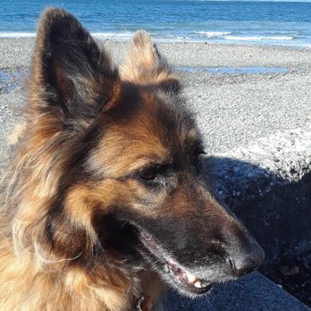 Resting Waters Aquamation - Pet Cremation Services Near Me - Seattle, Washington Resting Waters Aquamation - Pet Cremation Services Near Me - Seattle, Washington
