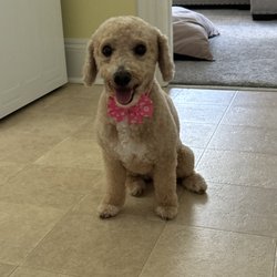 Free Range Doggy Daycare