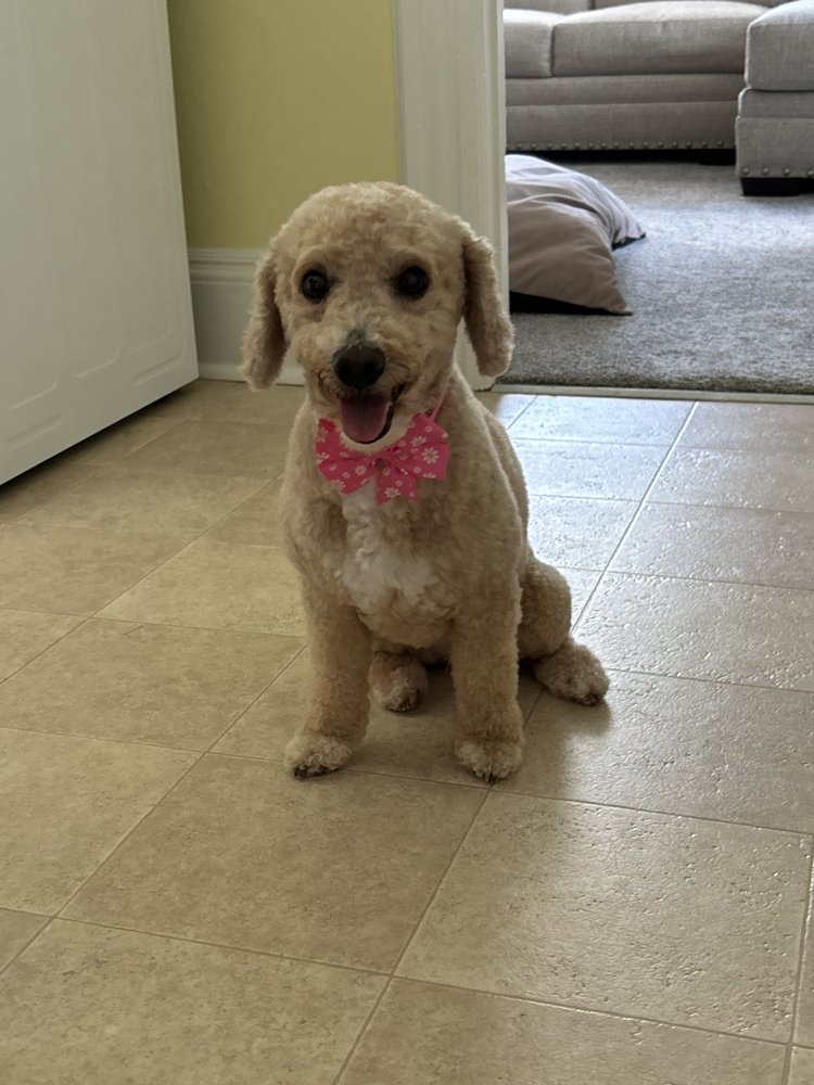 Free Range Doggy Daycare - pet boarding facility in Glastonbury, CT