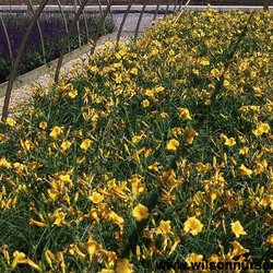 Wilson Nurseries and Landscape Supply