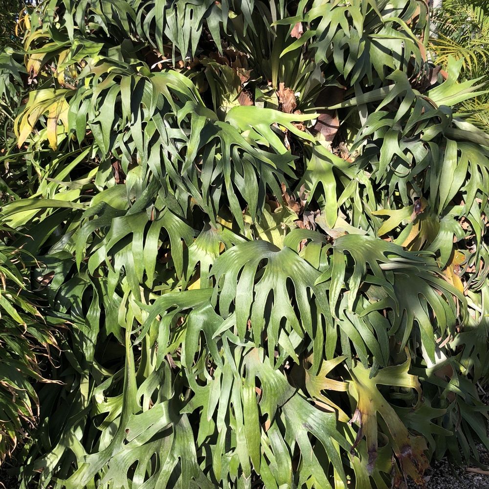 International Garden Center - Stag horn Fern ( omgoodness) - Nurseries & Gardening Near Me - El Segundo, California International Garden Center - Stag horn Fern ( omgoodness) - Nurseries & Gardening Near Me - El Segundo, California