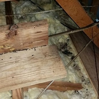 Absolute Defense Environmental Services - Heavy rodent activity in the attic. - Pest Control Near Me Absolute Defense Environmental Services - Heavy rodent activity in the attic. - Pest Control Near Me