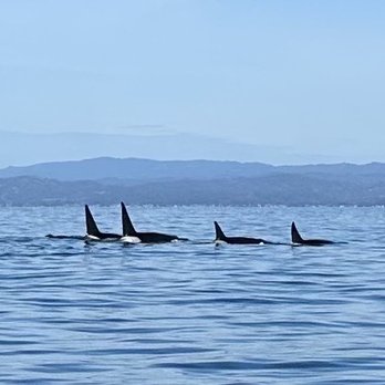 Oceanic Expeditions - Orca fam - Whale Watching Tours Near Me - Moss Landing, California