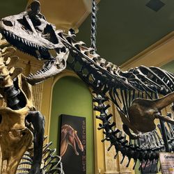 Kenosha Dinosaur Discovery Museum - Interior