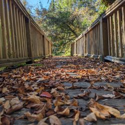 Juniper Springs Recreation Area