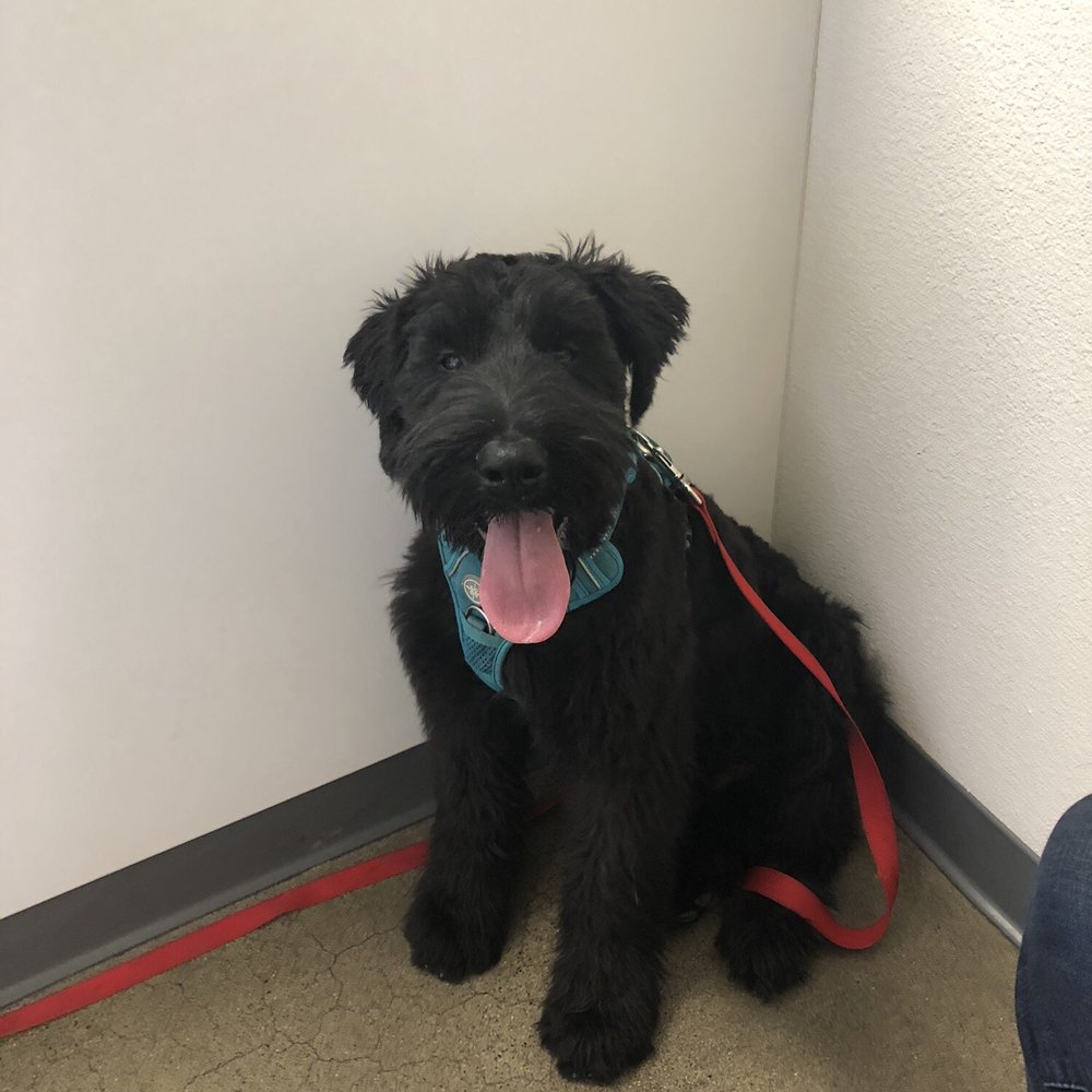 Caring Hands Pet Clinic - Veterinarians Near Me - Santa Maria, California Caring Hands Pet Clinic - Veterinarians Near Me - Santa Maria, California