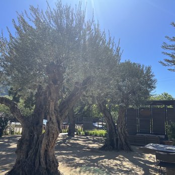 Pelio Estate Wines - 250 yes old trees - Wineries Near Me - Carmel Valley, California Pelio Estate Wines - 250 yes old trees - Wineries Near Me - Carmel Valley, California