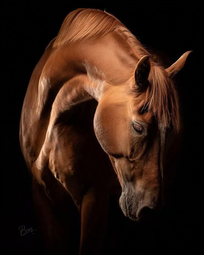 R&R Farms - equestrian in Jasper, AL