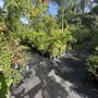 Photo of Caribbean Plants and Produce