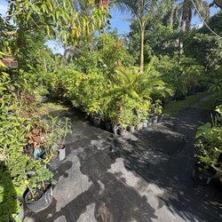 Caribbean Plants and Produce