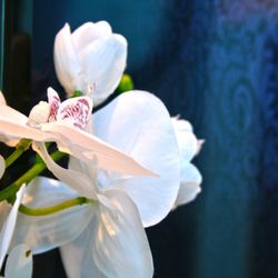 Muse Massage Spa