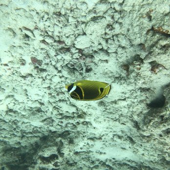 Hanauma Bay Snorkel Fun - Tours Near Me Hanauma Bay Snorkel Fun - Tours Near Me