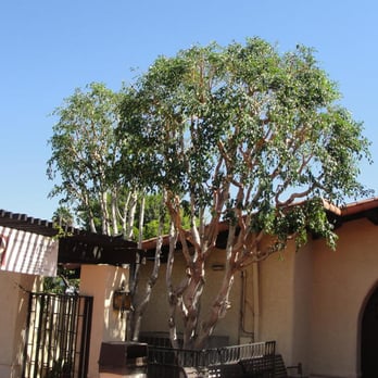 Urban Forest Solutions - After - Tree Services Near Me - Anaheim, California Urban Forest Solutions - After - Tree Services Near Me - Anaheim, California