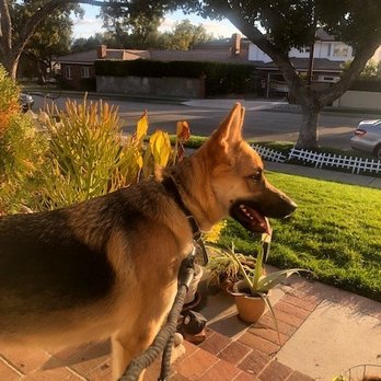 Bow Wow Bungalow - My princess "Raven Girl" - Pet Sitting Near Me - Burbank, California